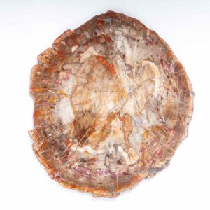 Versteinertes Holz 32x35,5 cm