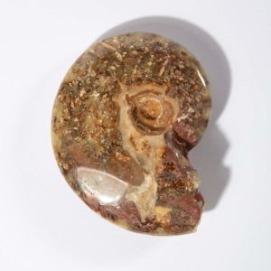 Ammonite Madagascar